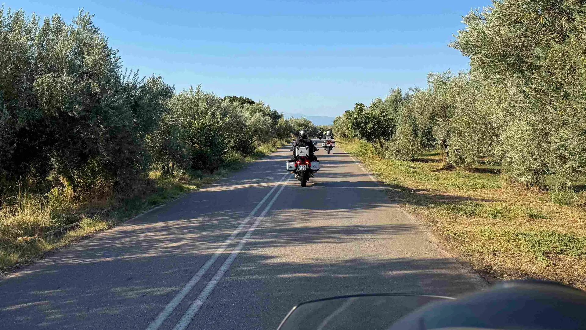 Rider's view following the group down a road lined with olive trees